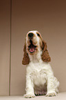 English Cocker Spaniel Welpe