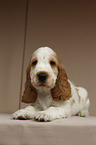 English Cocker Spaniel Welpe