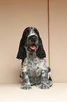 English Cocker Spaniel Welpe