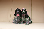 English Cocker Spaniel Welpe