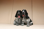 English Cocker Spaniel Welpe