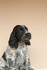 English Cocker Spaniel Welpe