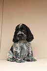 English Cocker Spaniel Welpe
