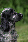 English Cocker Spaniel Portrait