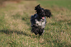 rennender English Cocker Spaniel