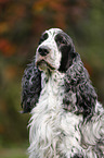 English Cocker Spaniel Portrait
