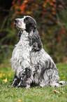 sitzender English Cocker Spaniel