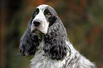 English Cocker Spaniel Portrait