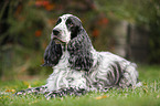 liegender English Cocker Spaniel