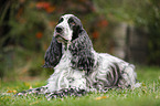 liegender English Cocker Spaniel