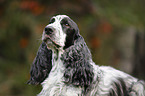 English Cocker Spaniel Portrait