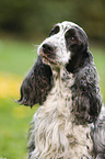English Cocker Spaniel Portrait