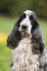 English Cocker Spaniel Portrait