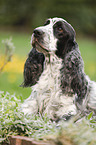 liegender English Cocker Spaniel