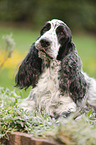 liegender English Cocker Spaniel