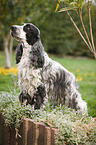 stehender English Cocker Spaniel