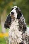 English Cocker Spaniel Portrait