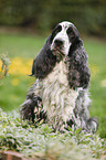 sitzender English Cocker Spaniel
