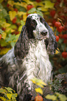 English Cocker Spaniel Portrait