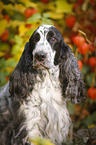 English Cocker Spaniel Portrait