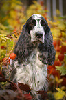 English Cocker Spaniel Portrait