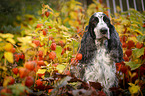 English Cocker Spaniel Portrait