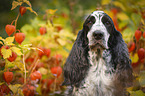 English Cocker Spaniel Portrait