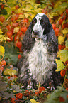 sitzender English Cocker Spaniel