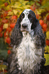 English Cocker Spaniel Portrait