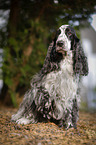 sitzender English Cocker Spaniel