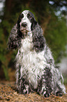 sitzender English Cocker Spaniel
