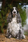 sitzender English Cocker Spaniel
