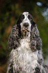 English Cocker Spaniel Portrait