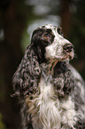 English Cocker Spaniel Portrait