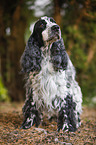 stehender English Cocker Spaniel