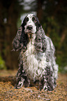 stehender English Cocker Spaniel