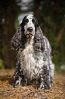 stehender English Cocker Spaniel