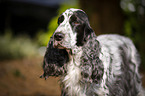 English Cocker Spaniel Portrait
