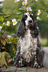 sitzender English Cocker Spaniel
