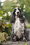 sitzender English Cocker Spaniel