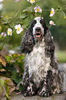 sitzender English Cocker Spaniel