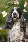 English Cocker Spaniel Portrait
