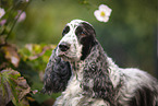English Cocker Spaniel Portrait