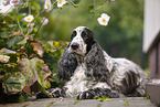 liegender English Cocker Spaniel