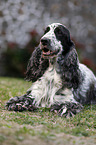 liegender English Cocker Spaniel
