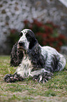liegender English Cocker Spaniel