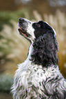 English Cocker Spaniel Portrait