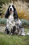 sitzender English Cocker Spaniel