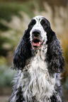 English Cocker Spaniel Portrait