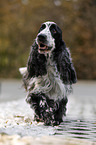 laufender English Cocker Spaniel